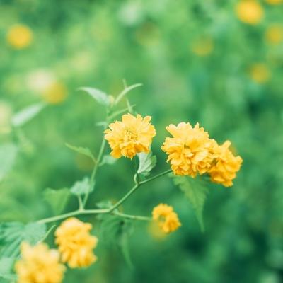 葫芦侠svip版下载
